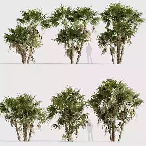 Acoelorrhaphe wrightii Everglades palm 03