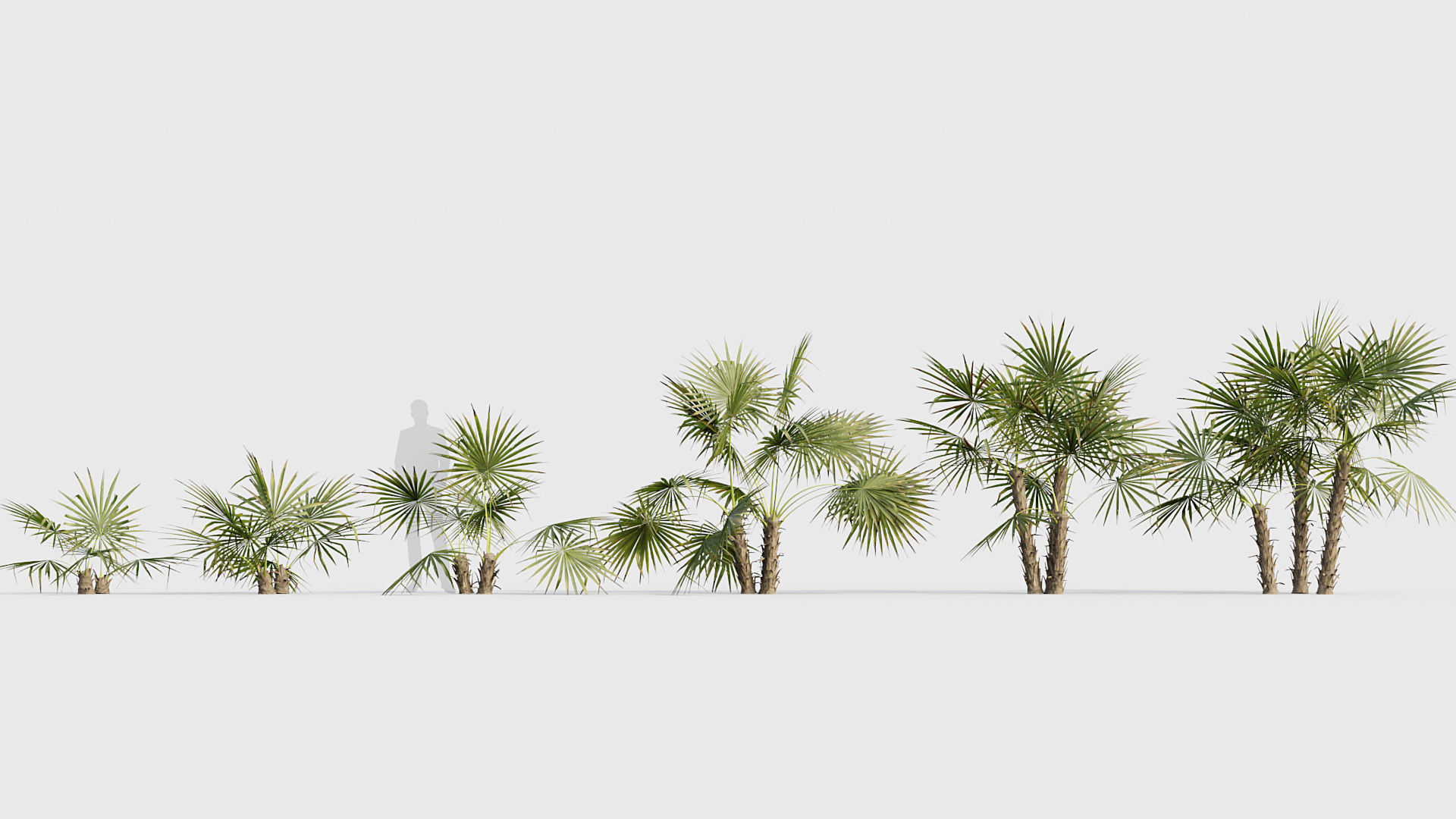 Acoelorrhaphe wrightii Everglades palm 02 3D model_1