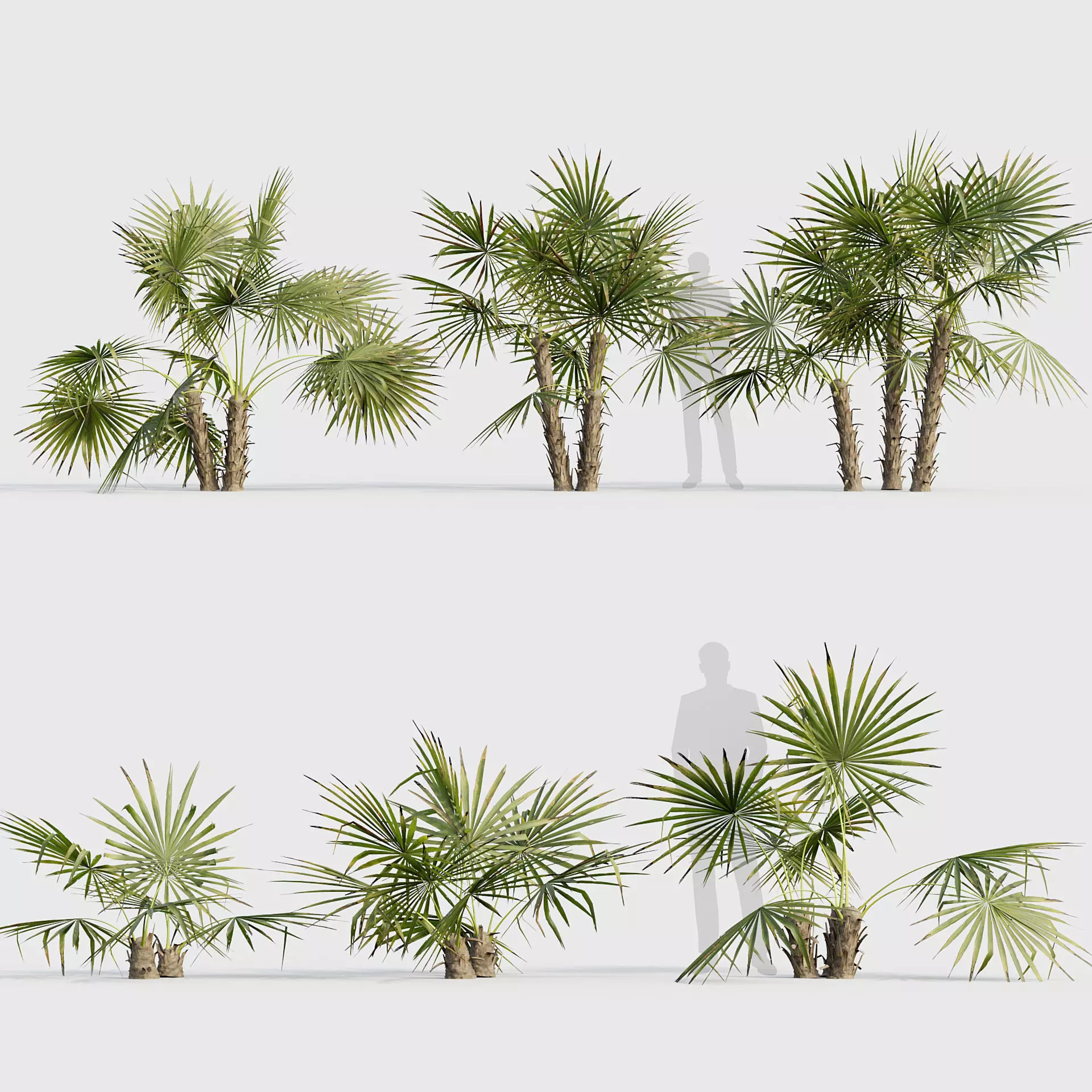 Acoelorrhaphe wrightii Everglades palm 02 3D model_0