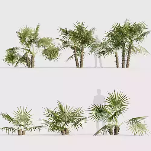 Acoelorrhaphe wrightii Everglades palm 02