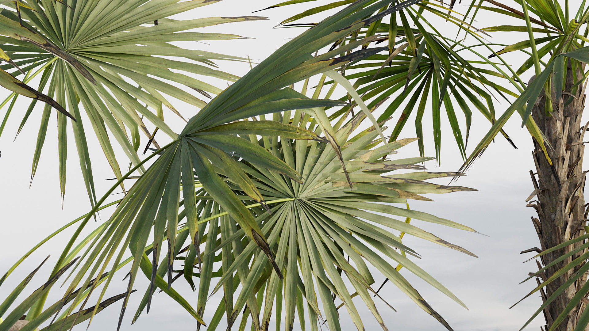 Acoelorrhaphe wrightii Everglades palm 02 3D model_5