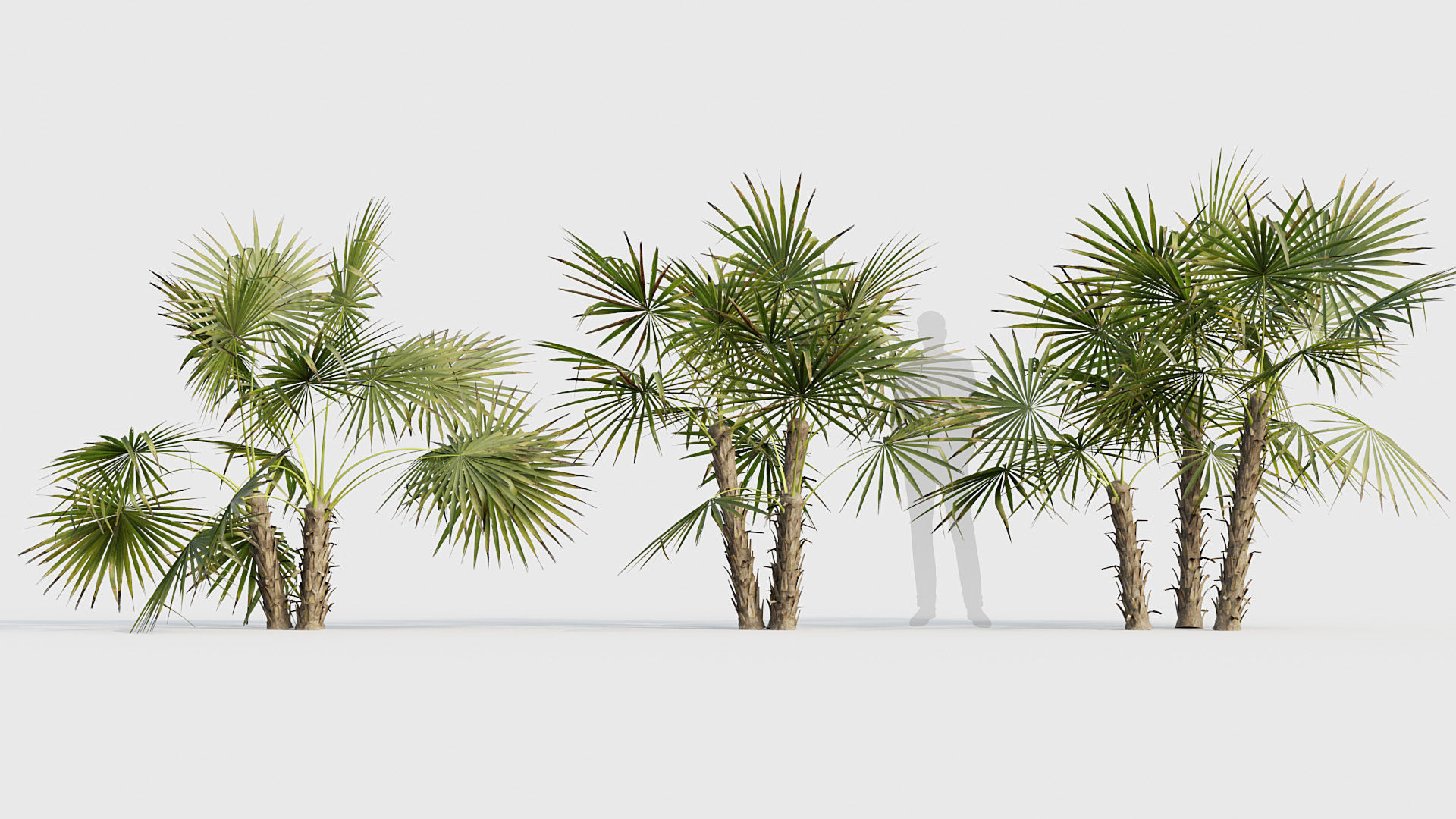 Acoelorrhaphe wrightii Everglades palm 02 3D model_3
