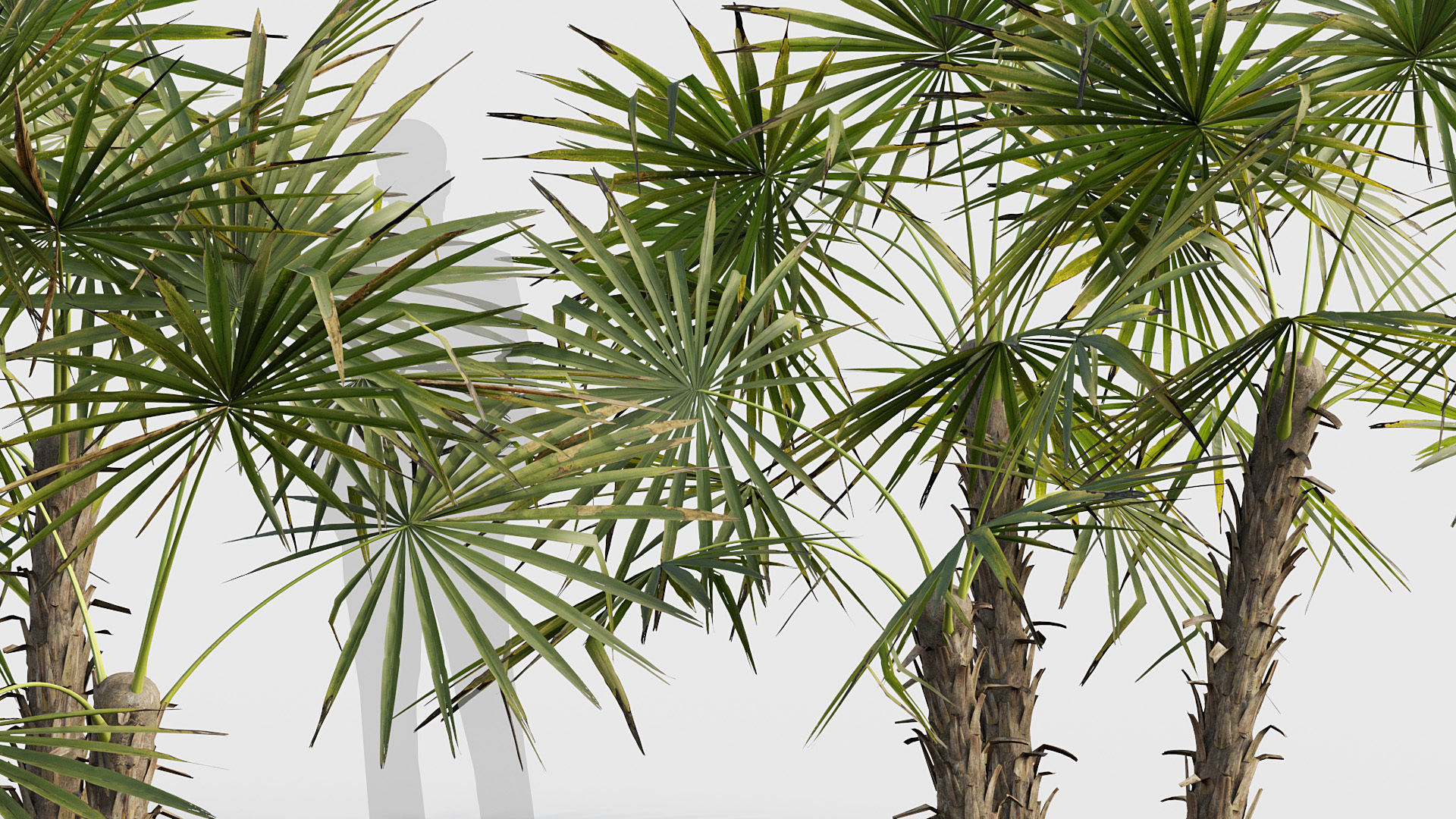 Acoelorrhaphe wrightii Everglades palm 02 3D model_4