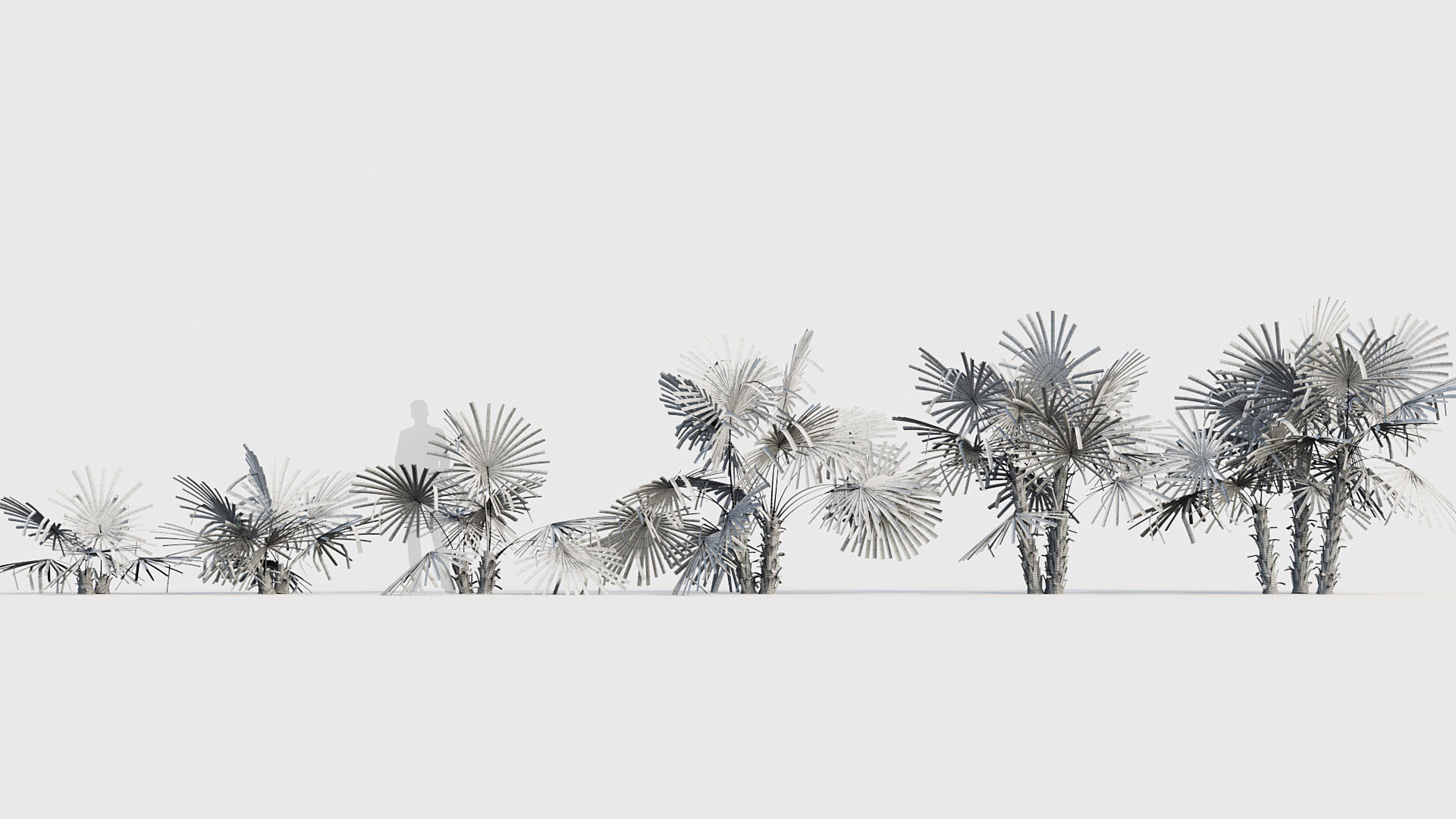 Acoelorrhaphe wrightii Everglades palm 02 3D model_6