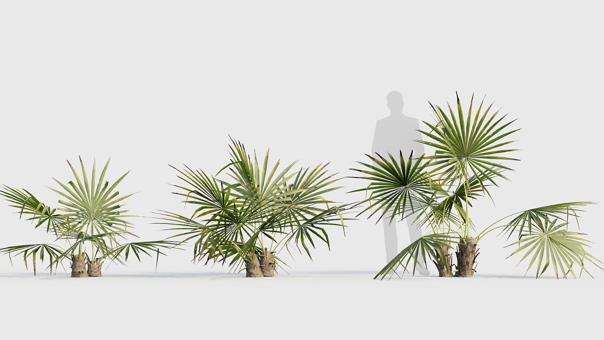 Acoelorrhaphe wrightii Everglades palm 02 3D model_2