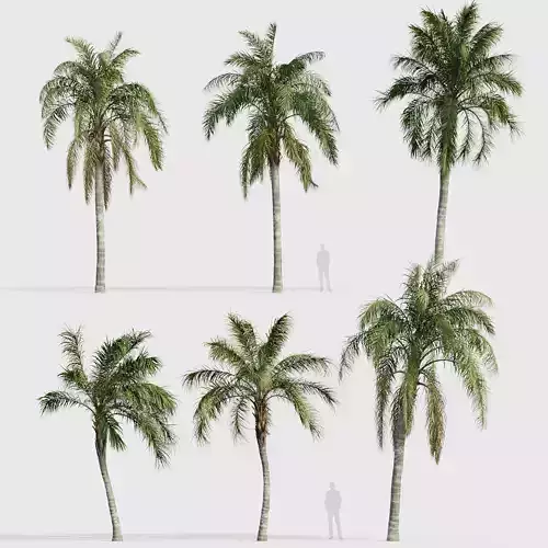Syagrus romanzoffiana Queen palm 03