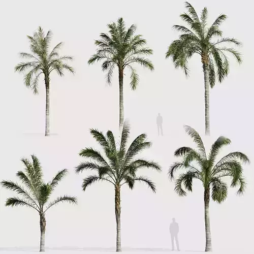 Syagrus romanzoffiana Queen palm 02
