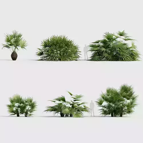 Rhapidophyllum hystrix Needle Palm 04