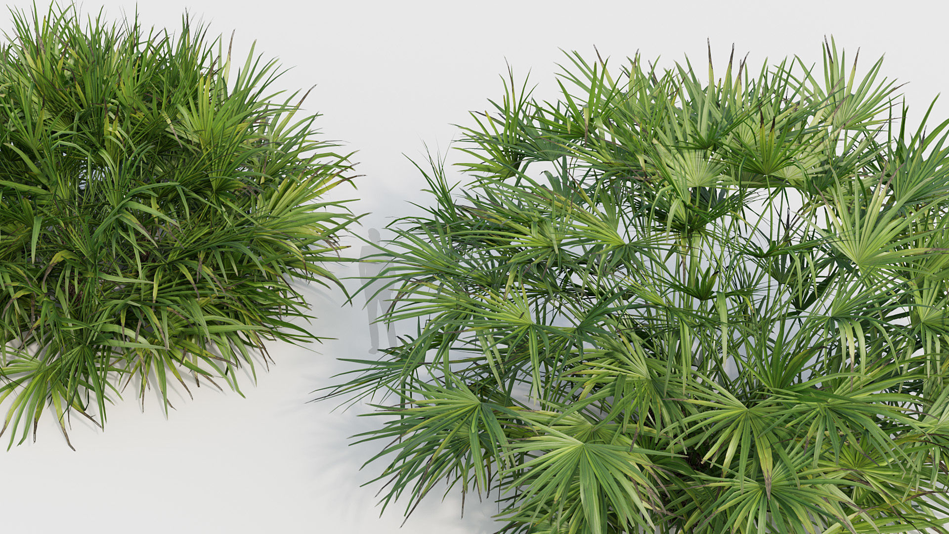 Rhapidophyllum hystrix Needle Palm 03 3D model_4