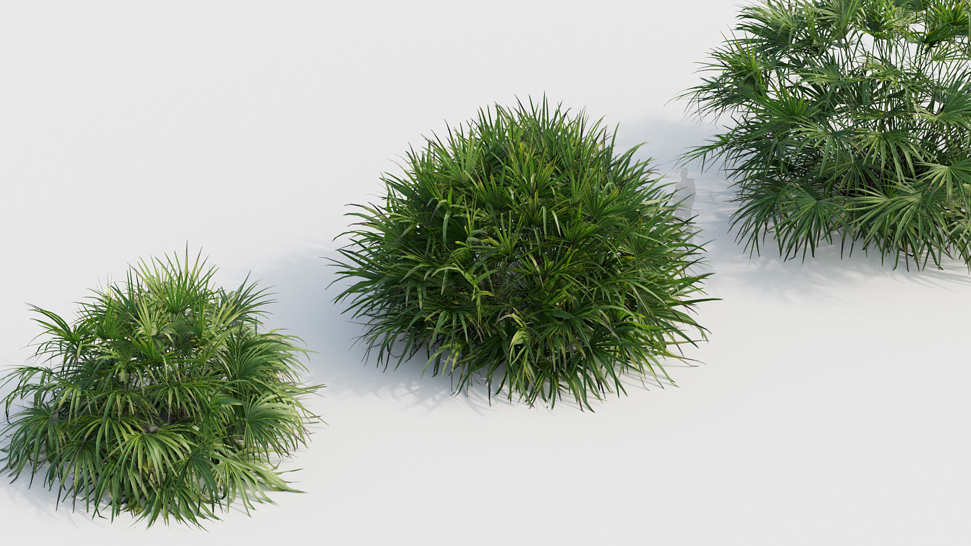 Rhapidophyllum hystrix Needle Palm 03 3D model_5