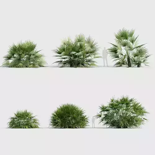 Rhapidophyllum hystrix Needle Palm 03