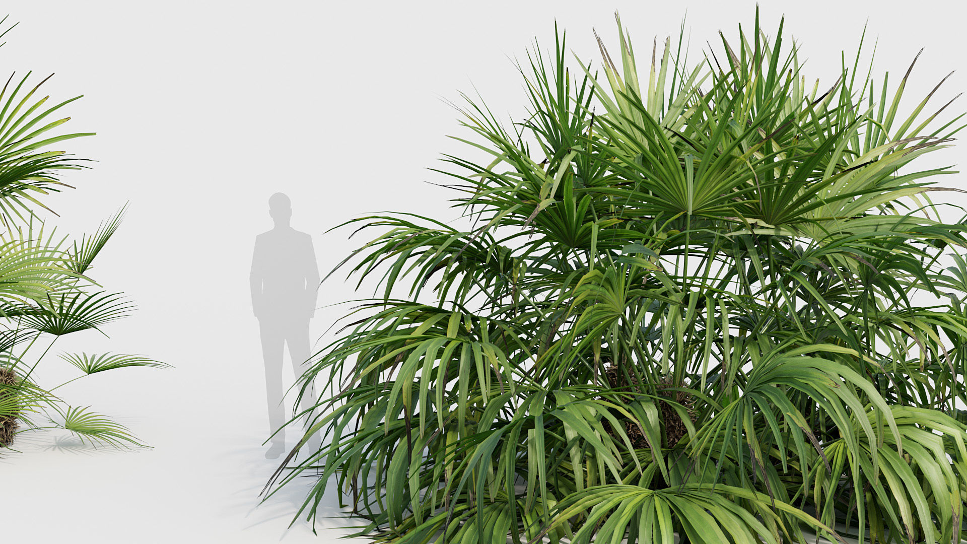 Rhapidophyllum hystrix Needle Palm 03 3D model_2