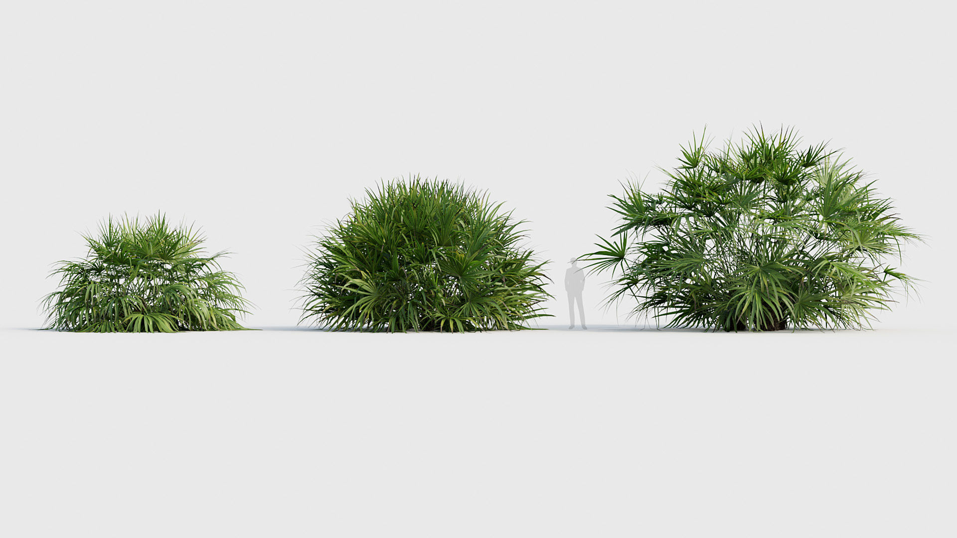 Rhapidophyllum hystrix Needle Palm 03 3D model_3