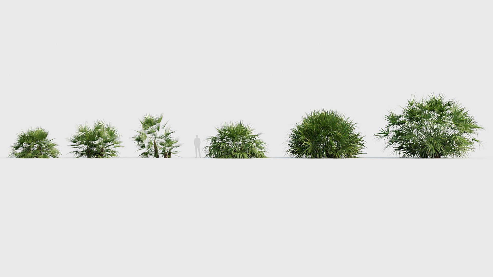 Rhapidophyllum hystrix Needle Palm 03 3D model_1