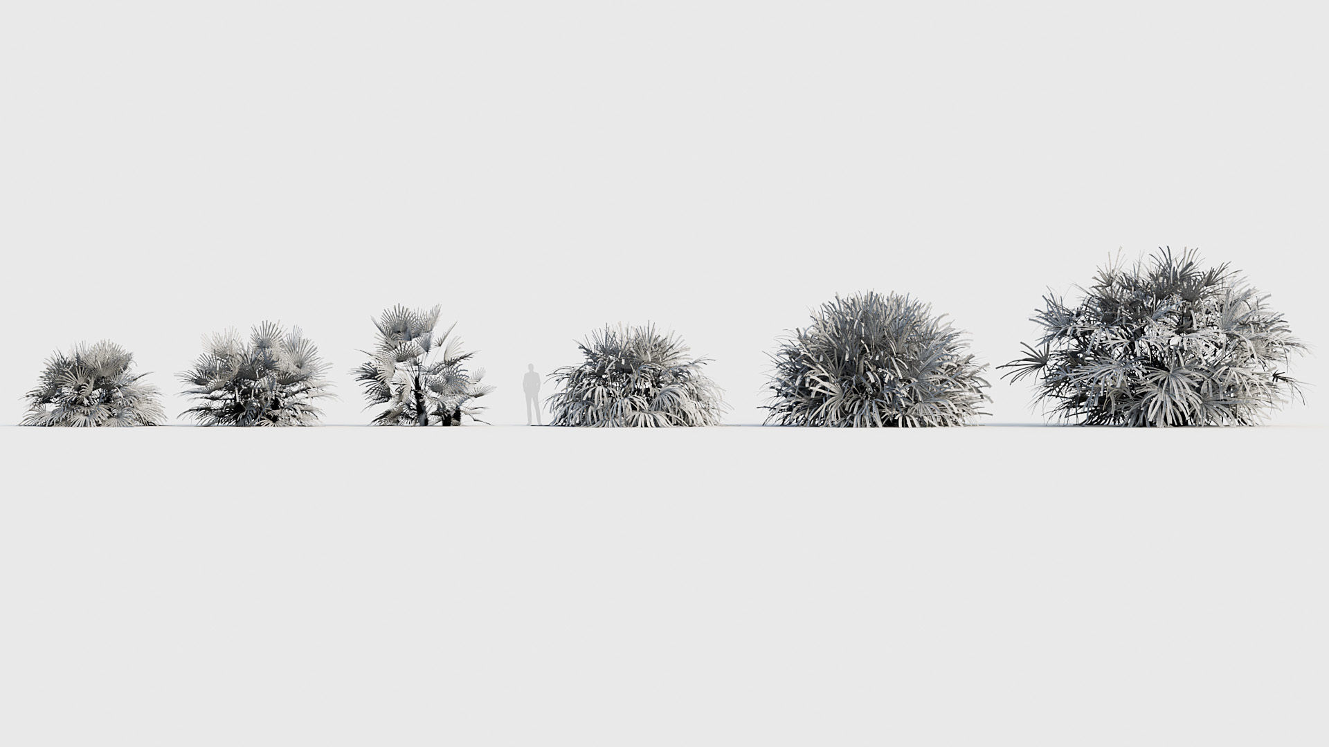 Rhapidophyllum hystrix Needle Palm 03 3D model_6