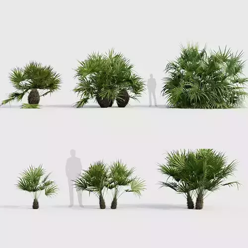 Rhapidophyllum hystrix Needle Palm 02