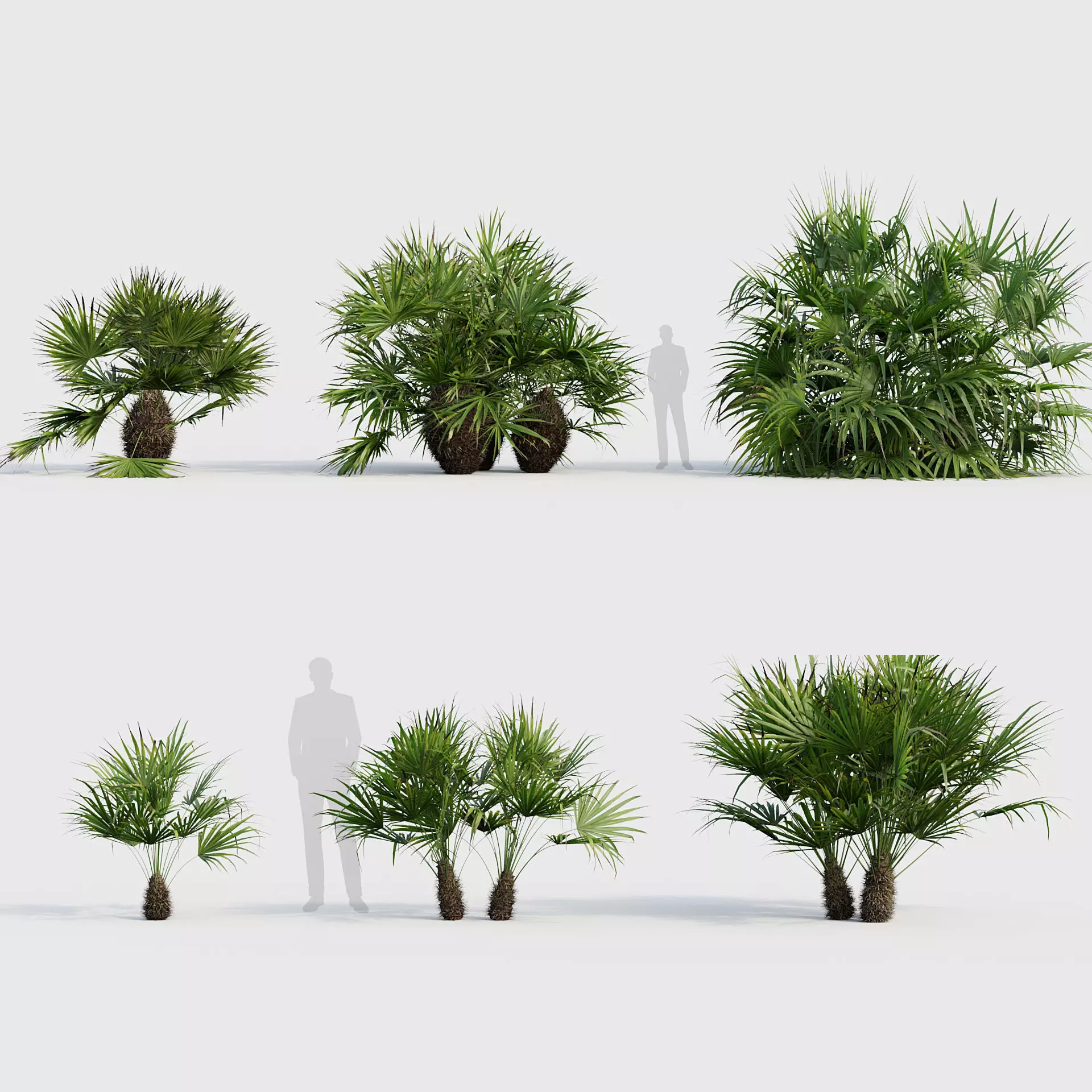 Rhapidophyllum hystrix Needle Palm 02 3D model_0