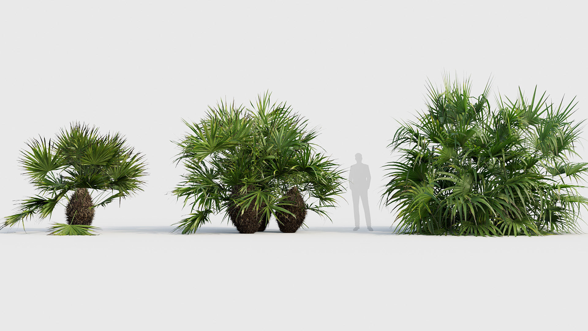 Rhapidophyllum hystrix Needle Palm 02 3D model_3