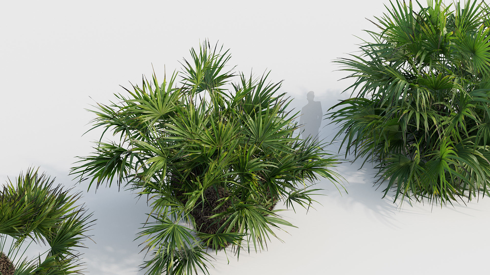 Rhapidophyllum hystrix Needle Palm 02 3D model_5