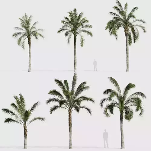 Phoenix sylvestris Wild Date Palm 05