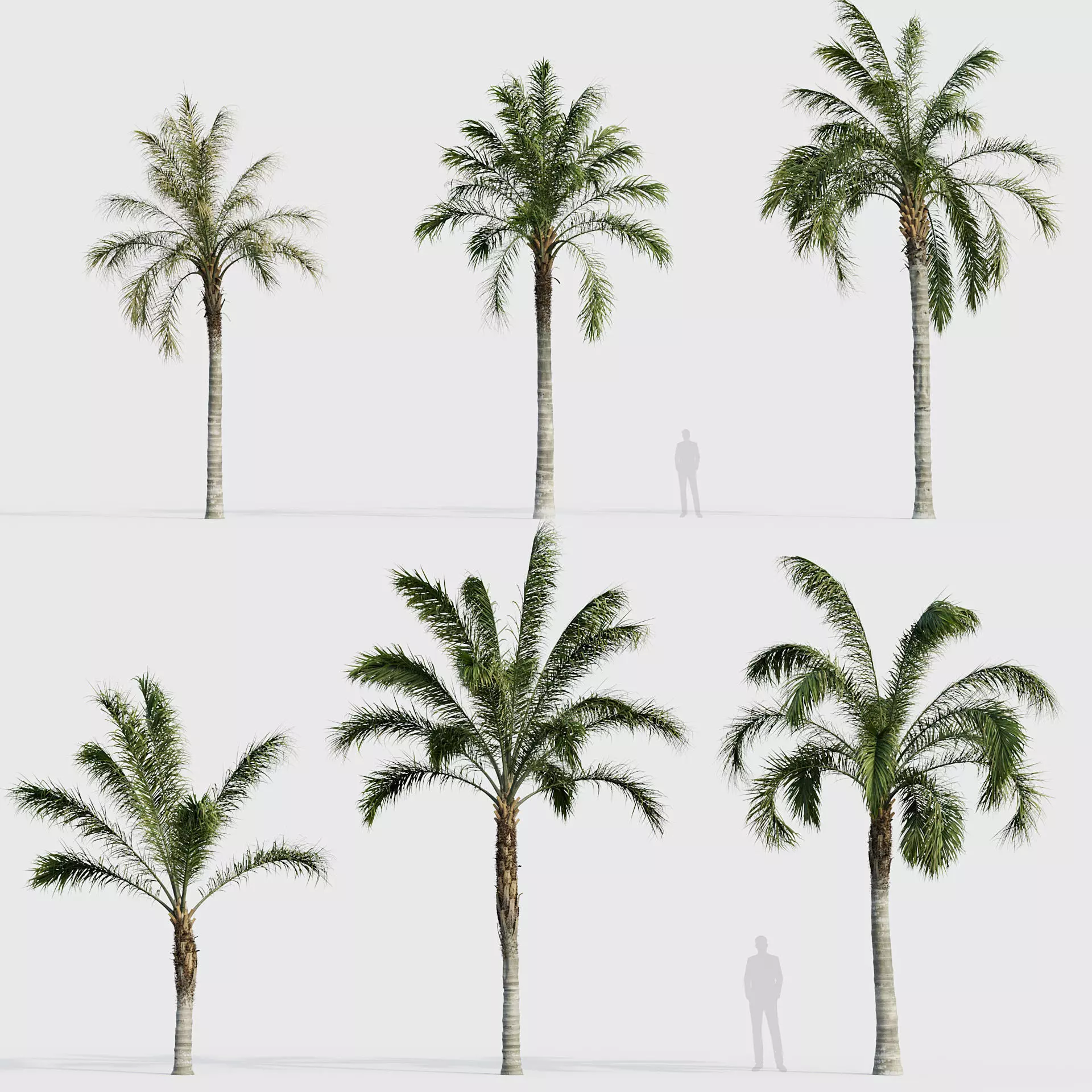 Phoenix sylvestris - Wild Date Palm 05 3D model