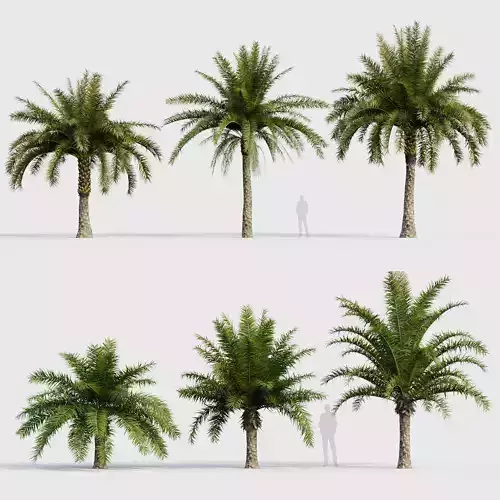 Phoenix sylvestris Wild Date Palm 04