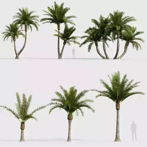 Phoenix sylvestris Wild Date Palm 03