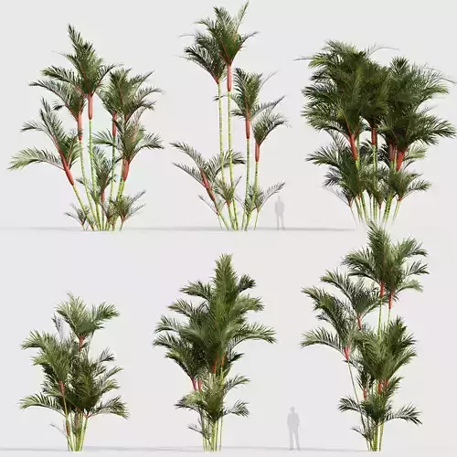 Cyrtostachys renda Lipstick Palm  04