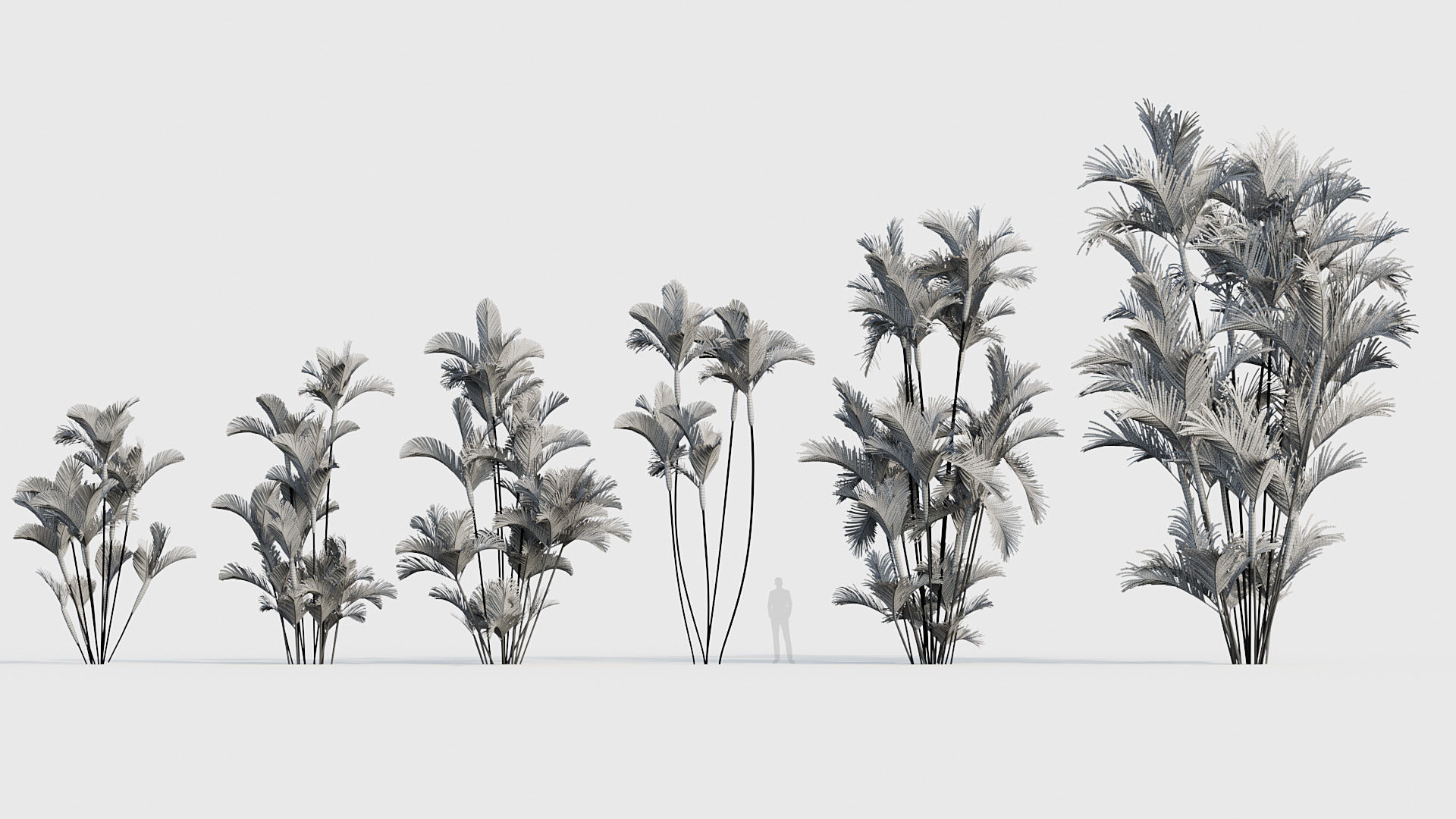 Cyrtostachys renda Lipstick Palm 03 3D model_6