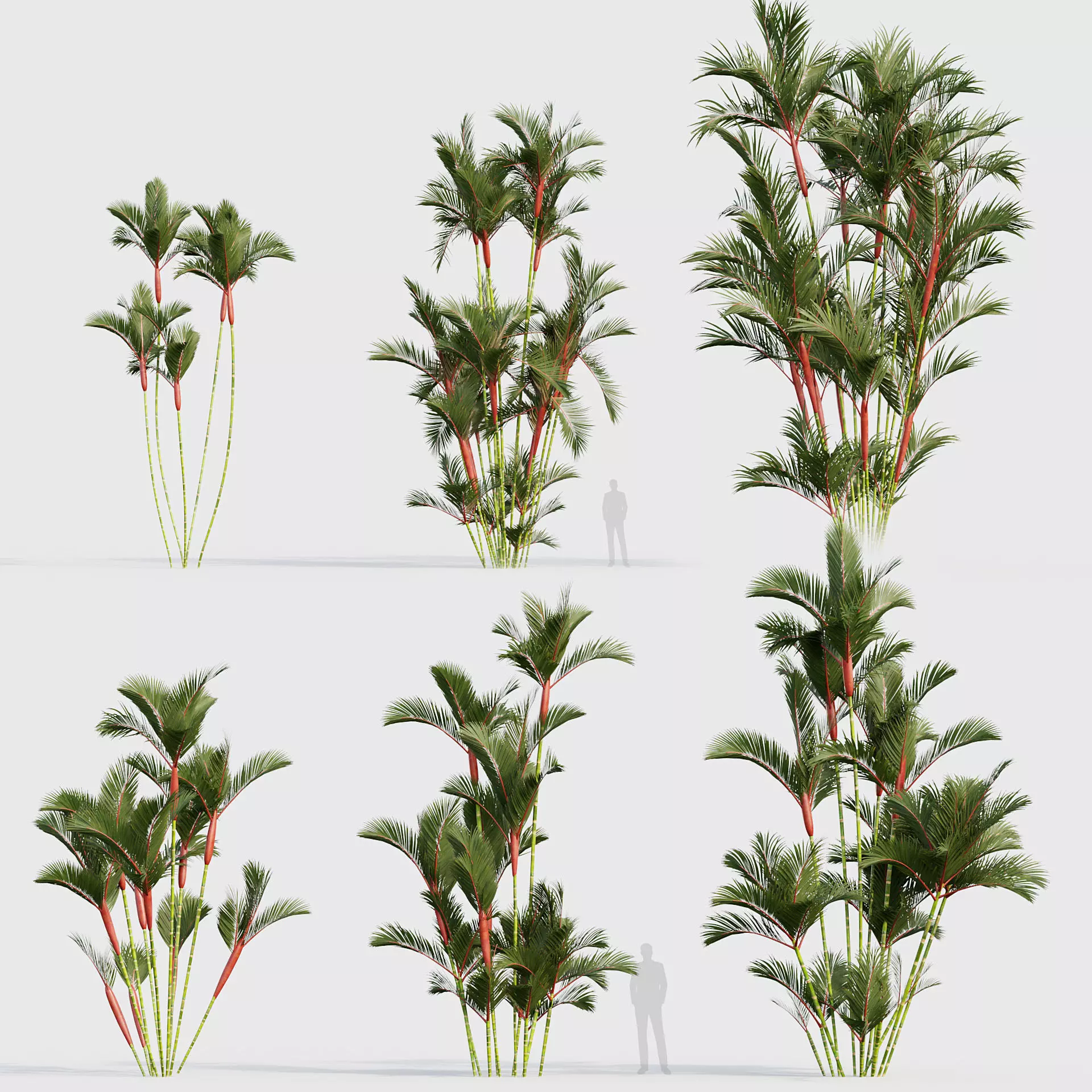 Cyrtostachys renda Lipstick Palm 03 3D model_0