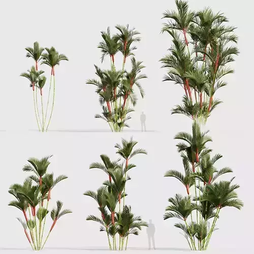 Cyrtostachys renda Lipstick Palm 03