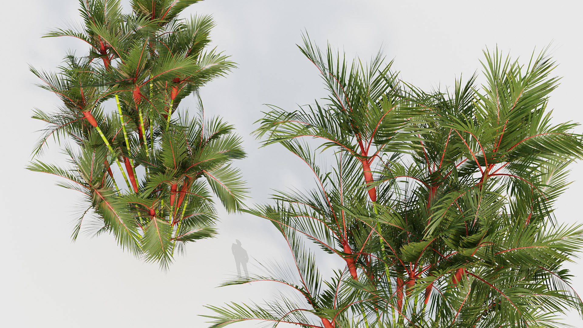 Cyrtostachys renda Lipstick Palm 03 3D model_5