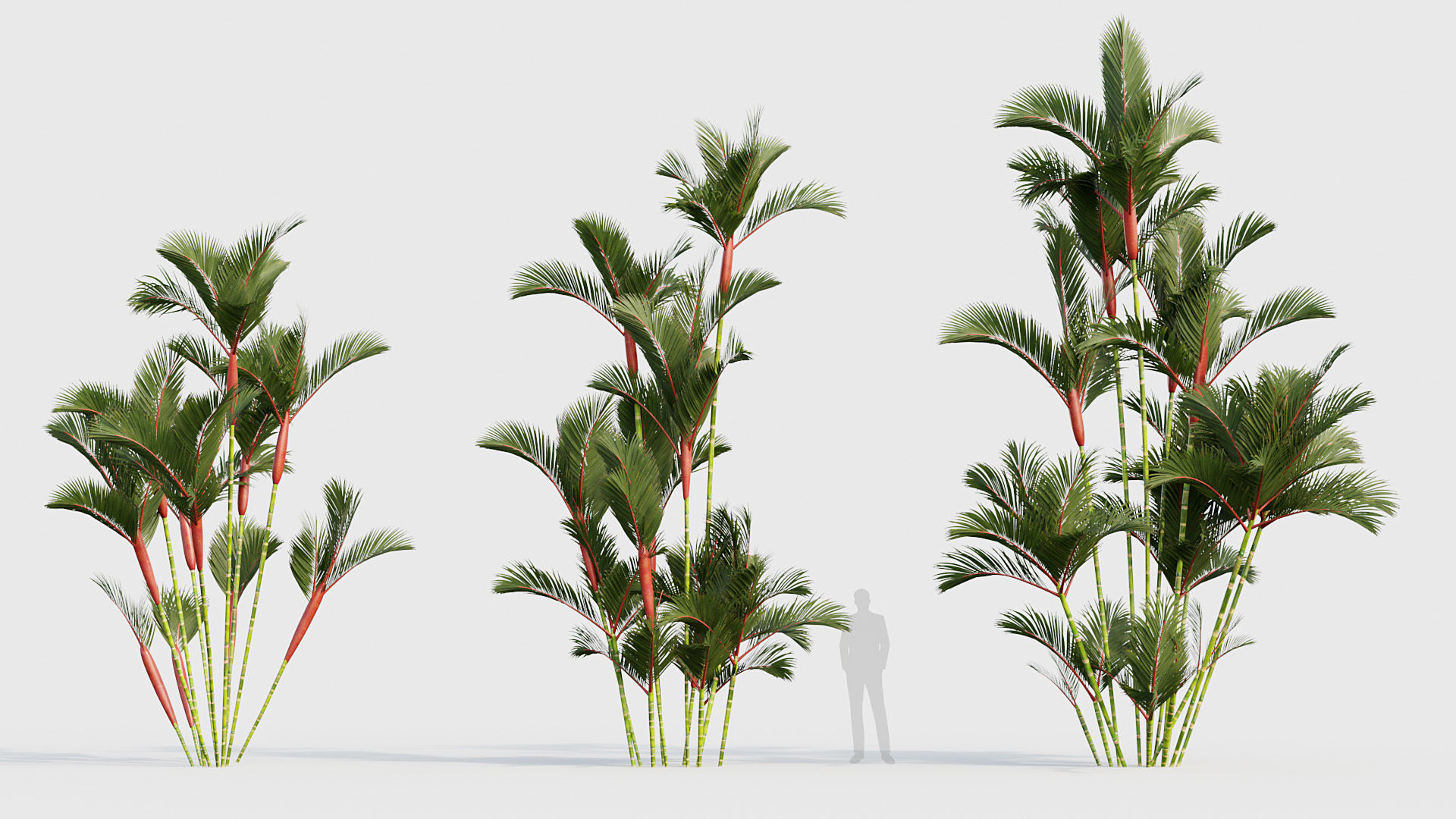 Cyrtostachys renda Lipstick Palm 03 3D model_2
