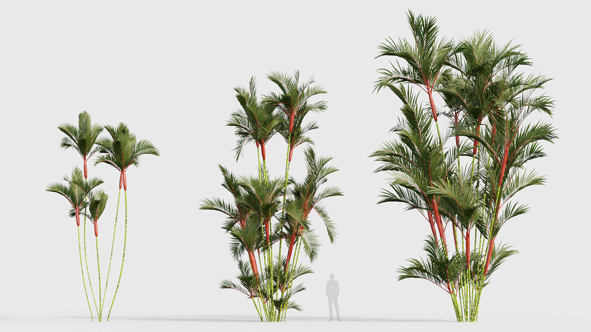 Cyrtostachys renda Lipstick Palm 03 3D model_3