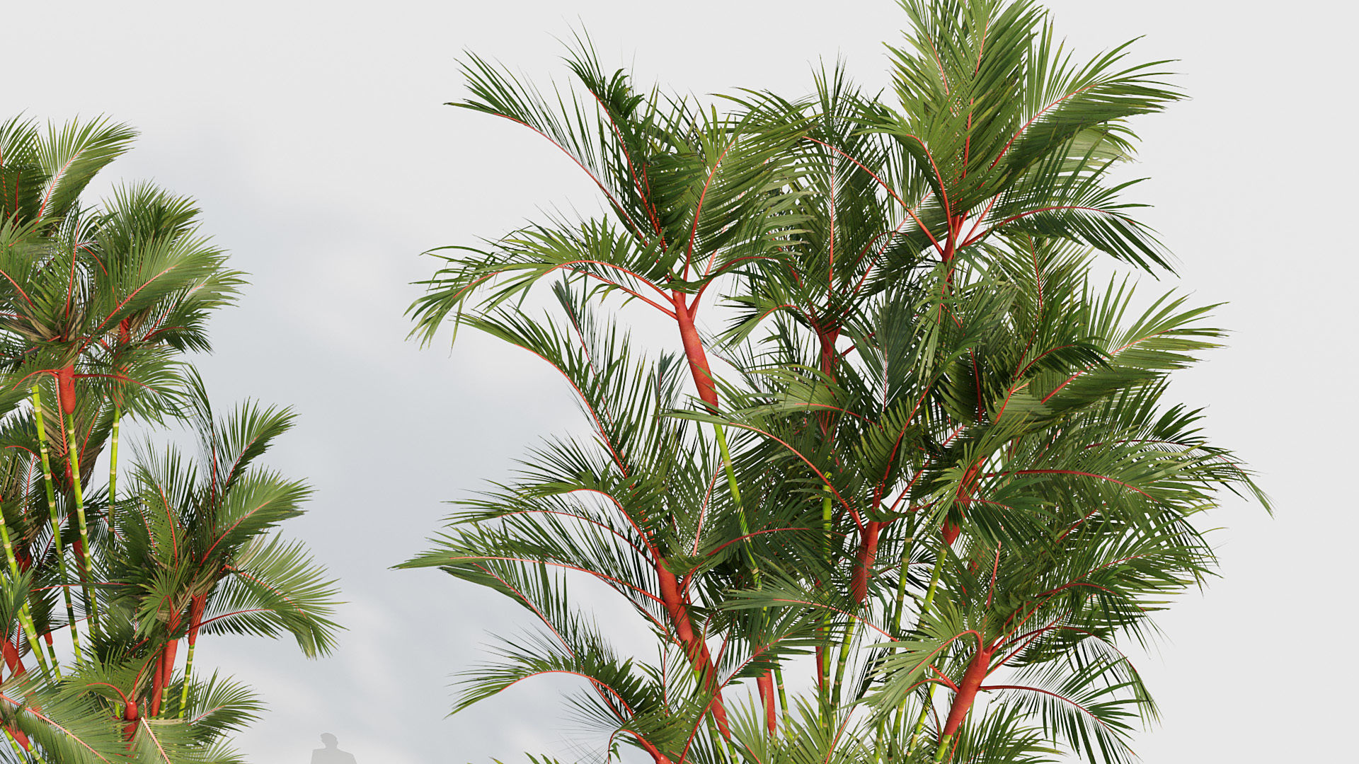 Cyrtostachys renda Lipstick Palm 03 3D model_4