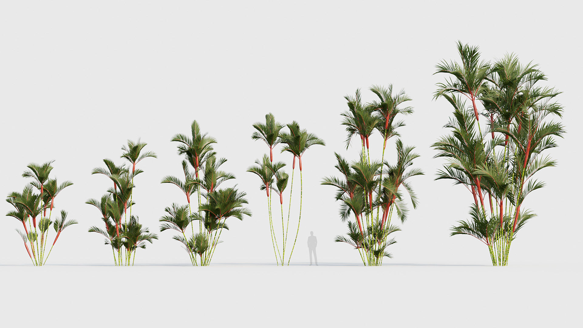 Cyrtostachys renda Lipstick Palm 03 3D model_1