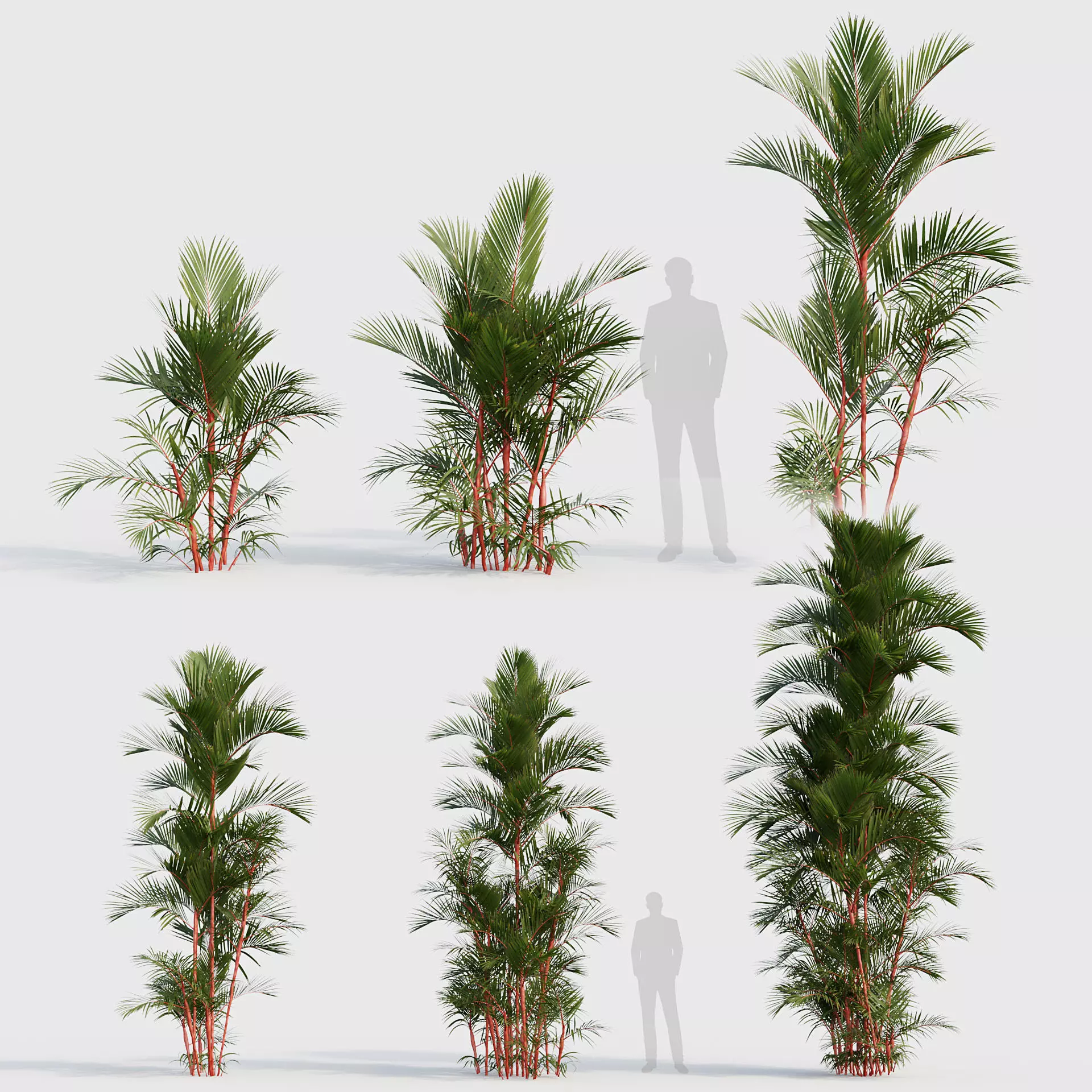 Cyrtostachys renda - Lipstick Palm 02 3D model