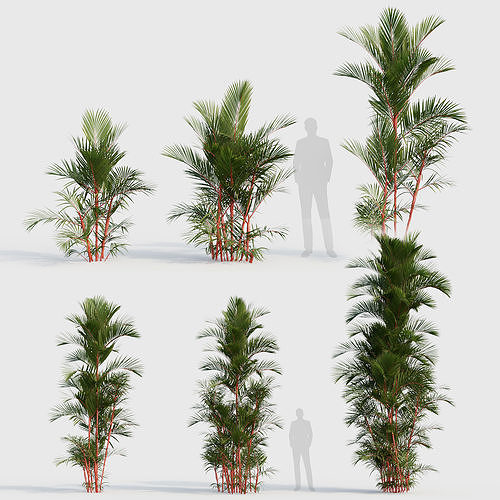 Cyrtostachys renda Lipstick Palm 02 3D model