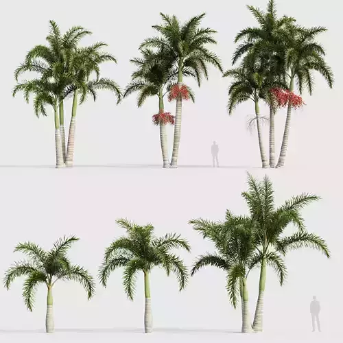 Wodyetia bifurcata Foxtail Palm 05