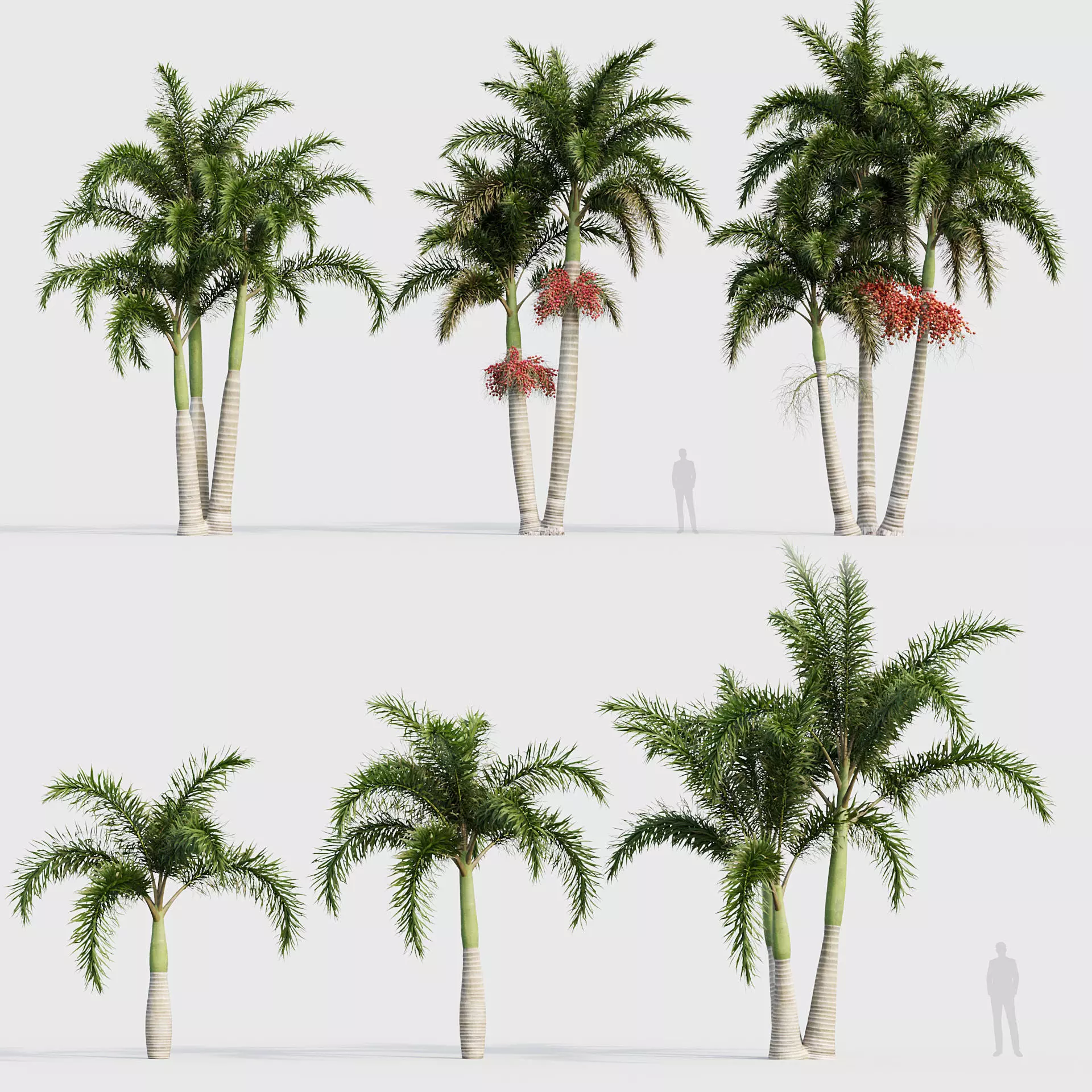 Wodyetia bifurcata - Foxtail Palm 05 3D model