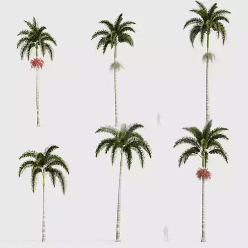 Wodyetia bifurcata Foxtail Palm 04