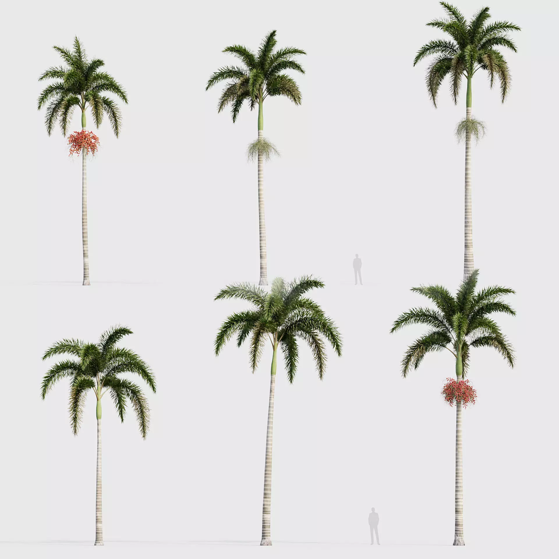 Wodyetia bifurcata - Foxtail Palm 04 3D model
