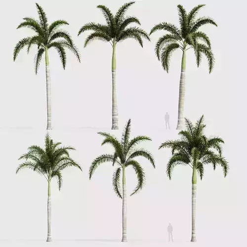 Wodyetia bifurcata Foxtail Palm 03