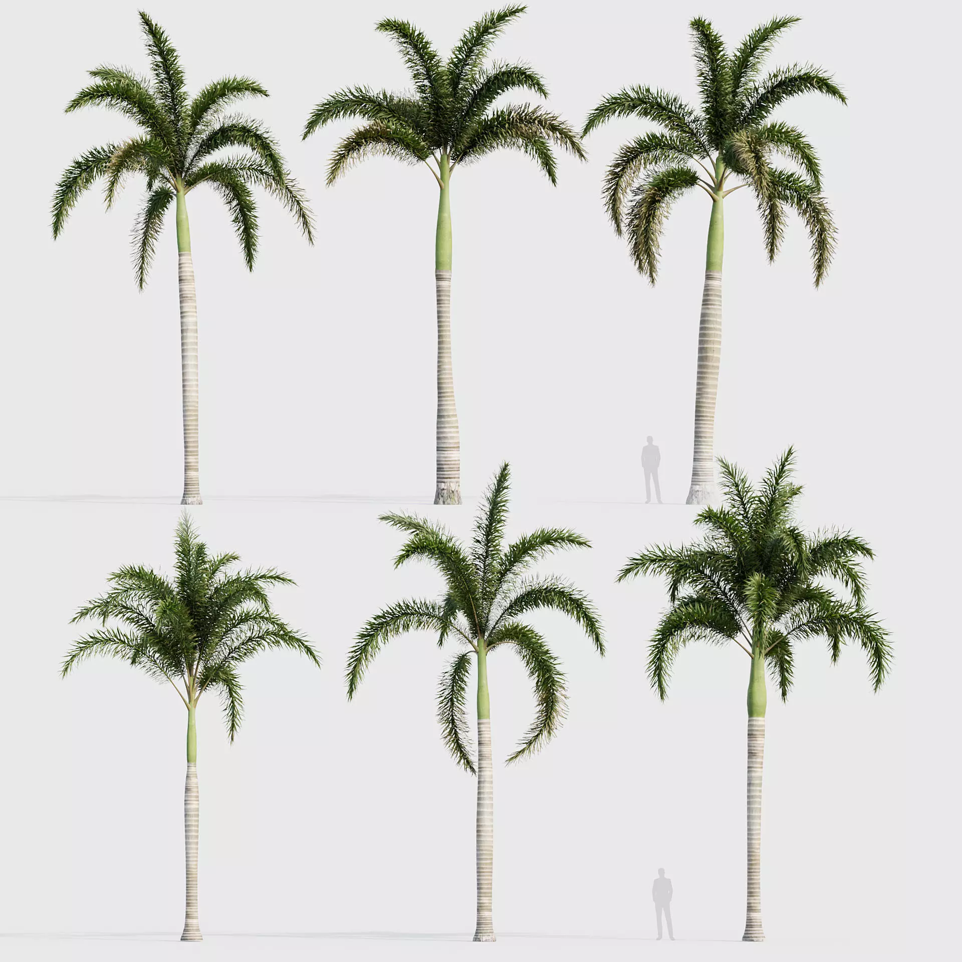 Wodyetia bifurcata - Foxtail Palm 03 3D model
