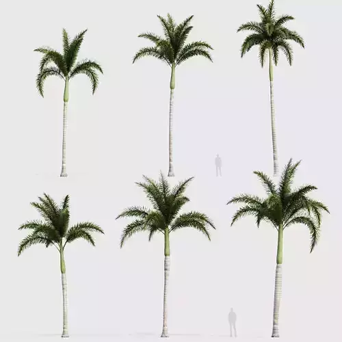 Wodyetia bifurcata Foxtail Palm 02