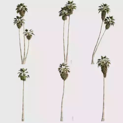 Washingtonia robusta Mexican fan palm 04 3D model