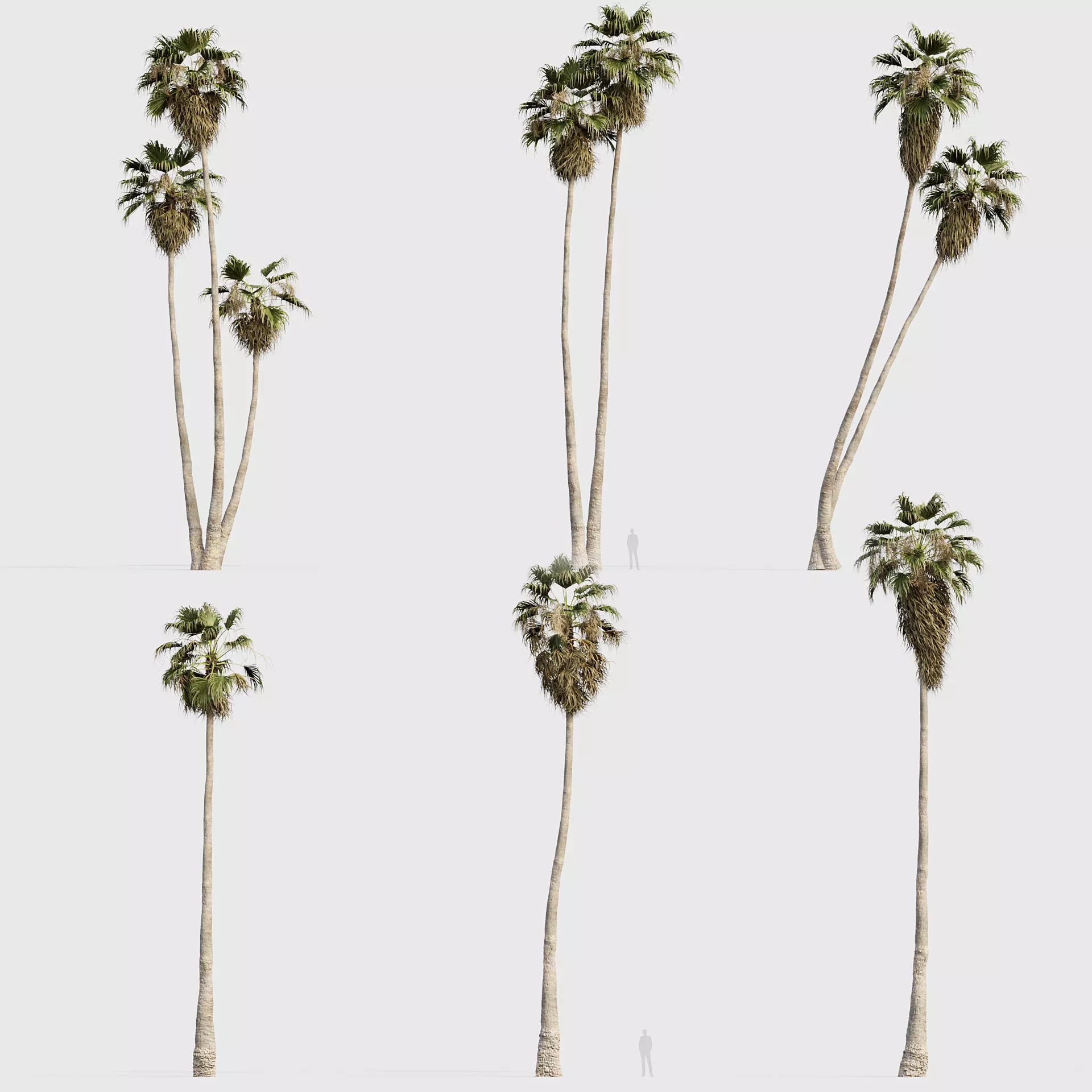 Washingtonia robusta - Mexican fan palm 04 3D model