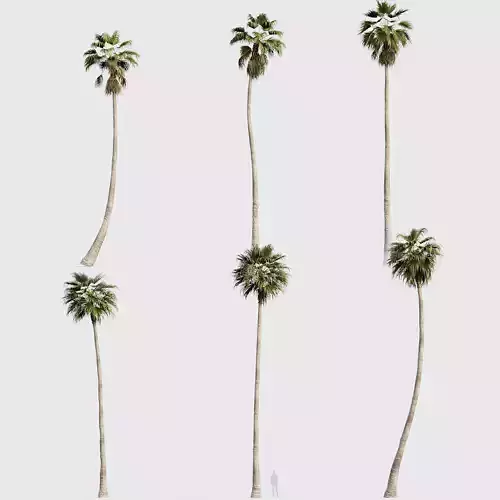 Washingtonia robusta Mexican fan palm 03