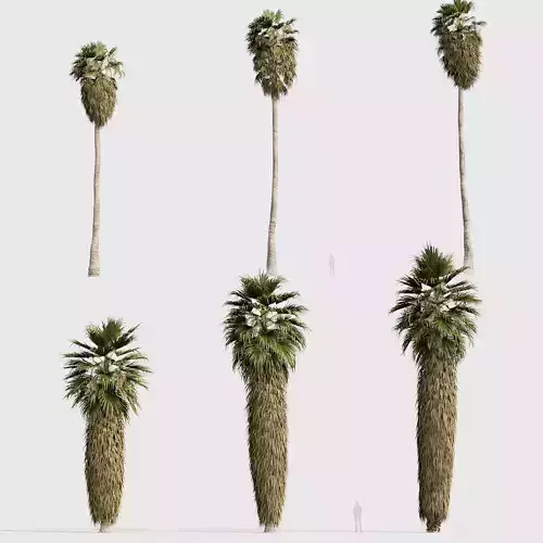 Washingtonia robusta Mexican fan palm 02