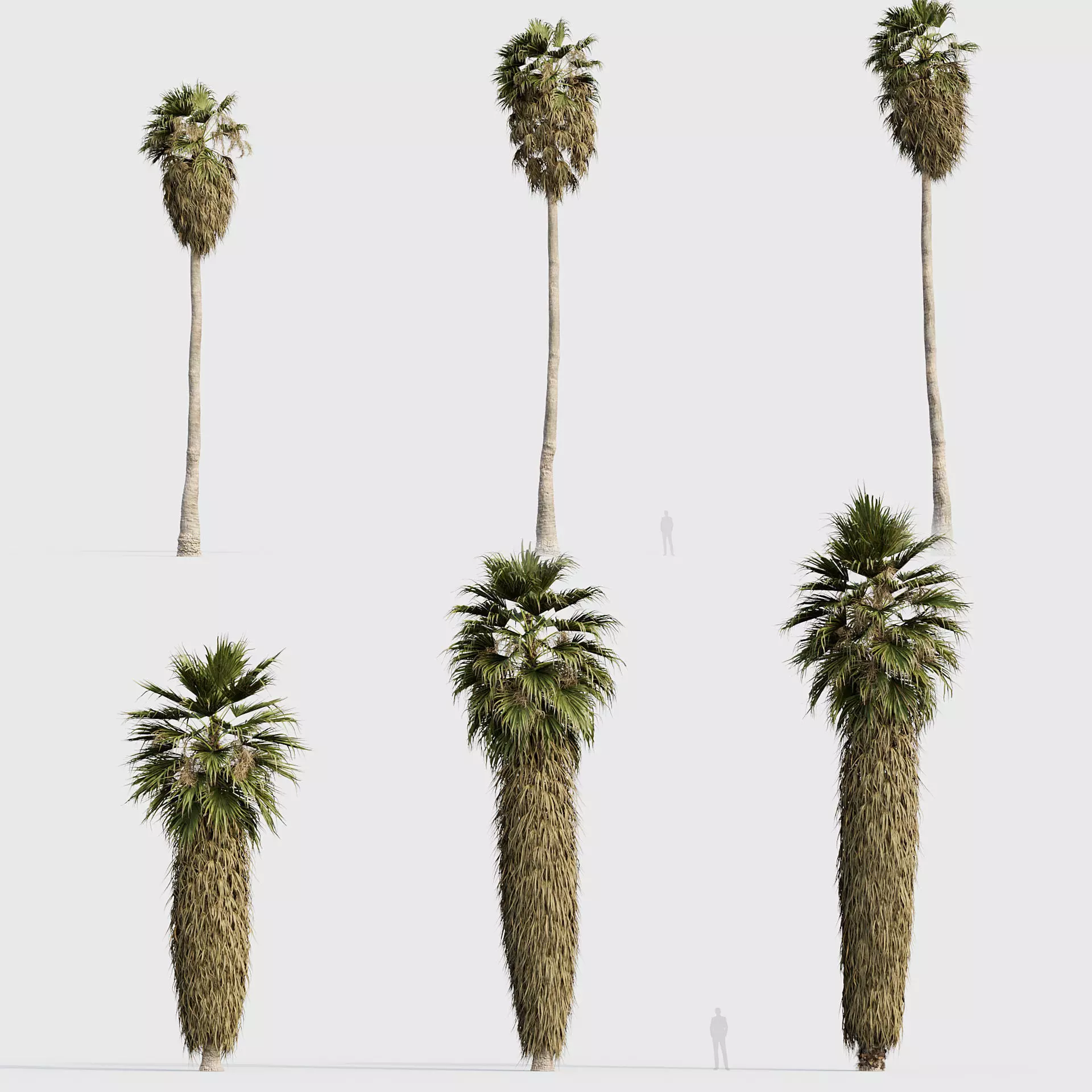 Washingtonia robusta - Mexican fan palm 02 3D model